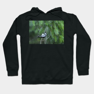 Chickadee & pine branches Hoodie